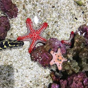 Meet your Posher, Rachna